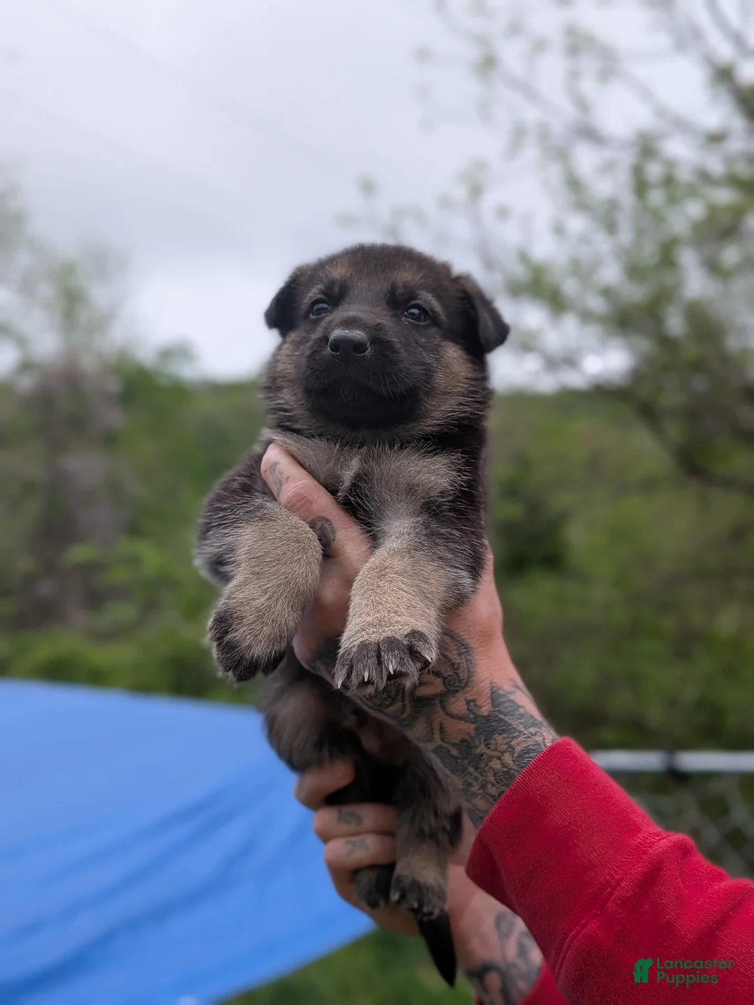 German Shepherd dogs for sale: German Shepherd Puppy 2 - Ad 1