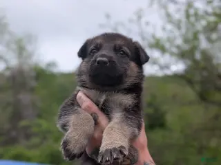 German Shepherd dogs German Shepherd Puppy 2 - Ad 38