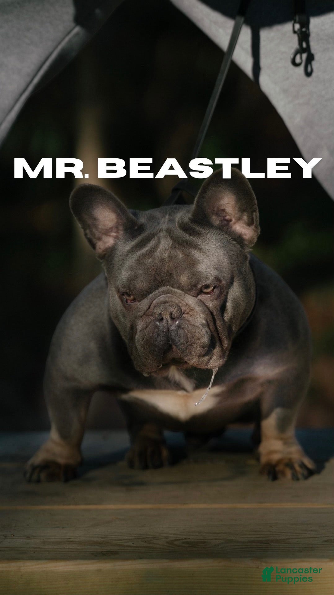 French Bulldog dogs for stud: Beastley Lilac Fluffy Carrier - Ad 3