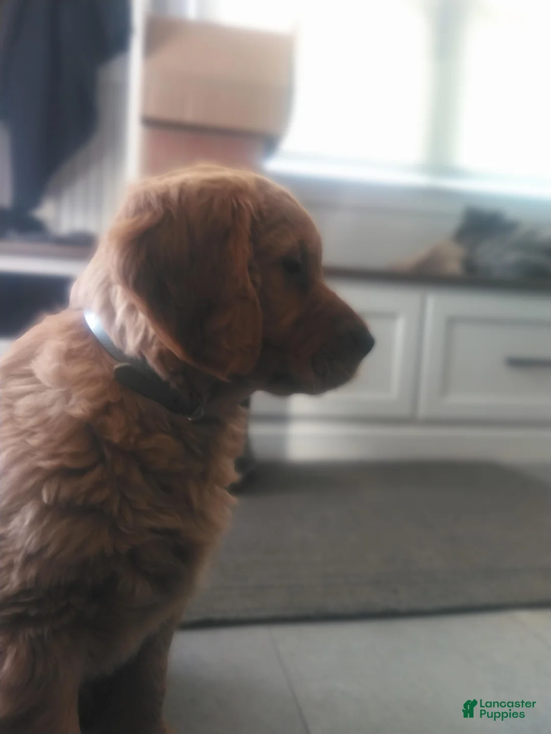 Golden Retriever dogs for sale: Wanda (gray Collar) - Ad 4