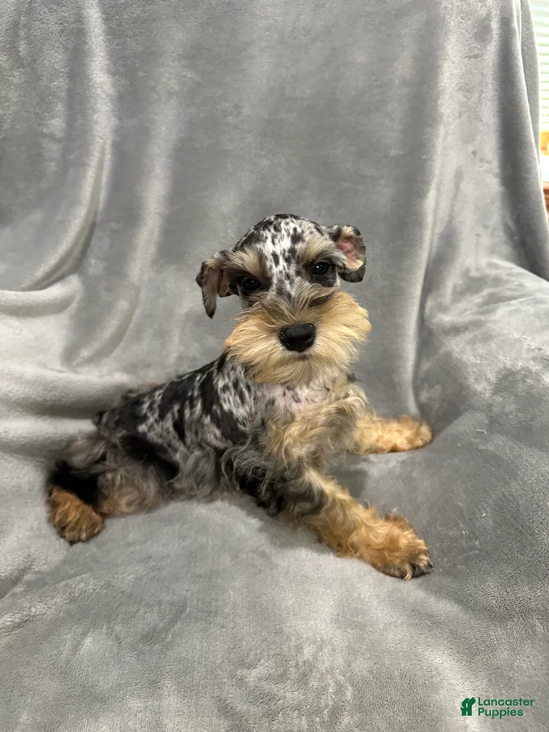 Miniature Schnauzer dogs for sale: Lyndel  - Ad 2