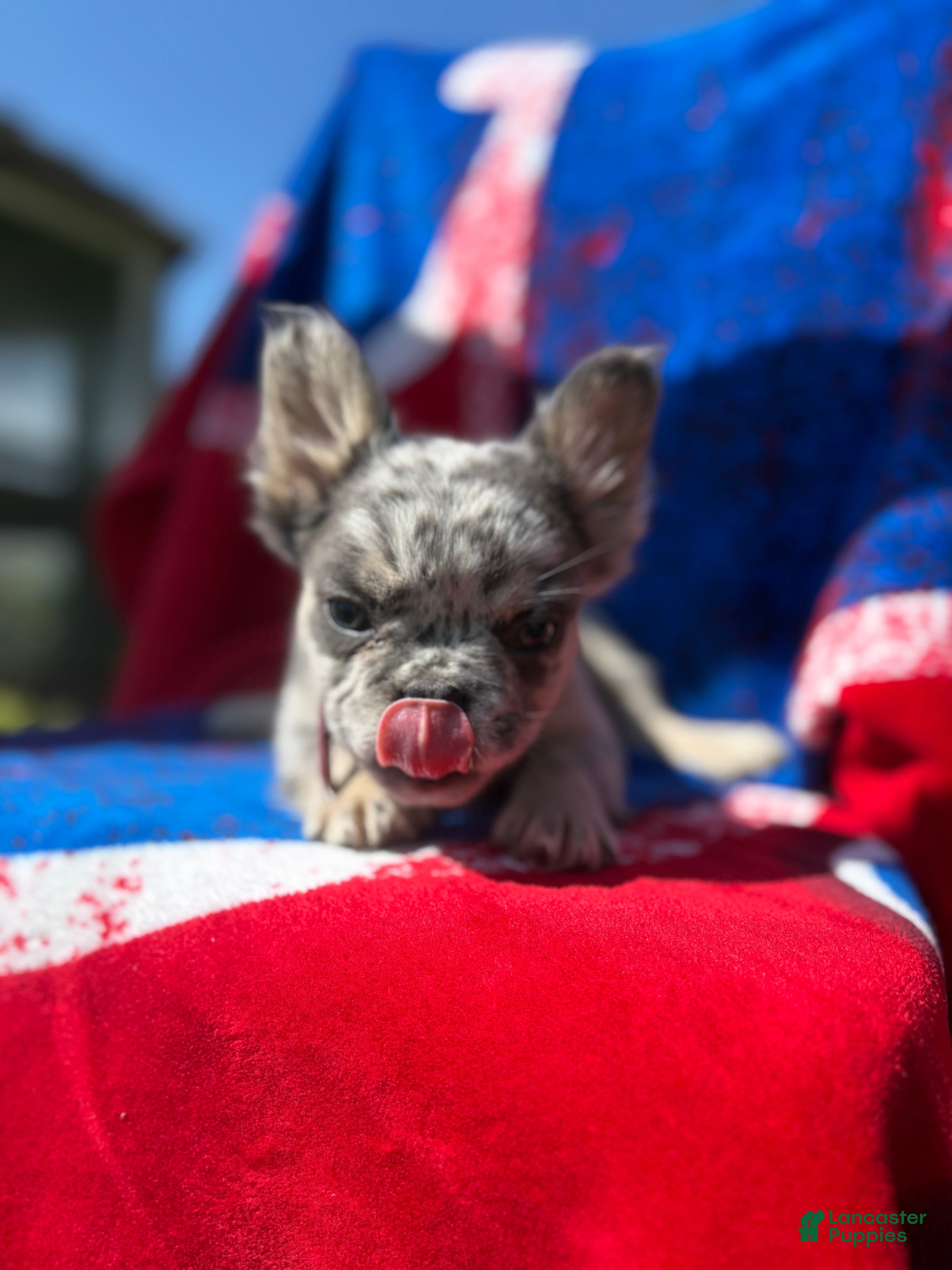 French Bulldog dogs Zane LONG HAIRED - Ad 3