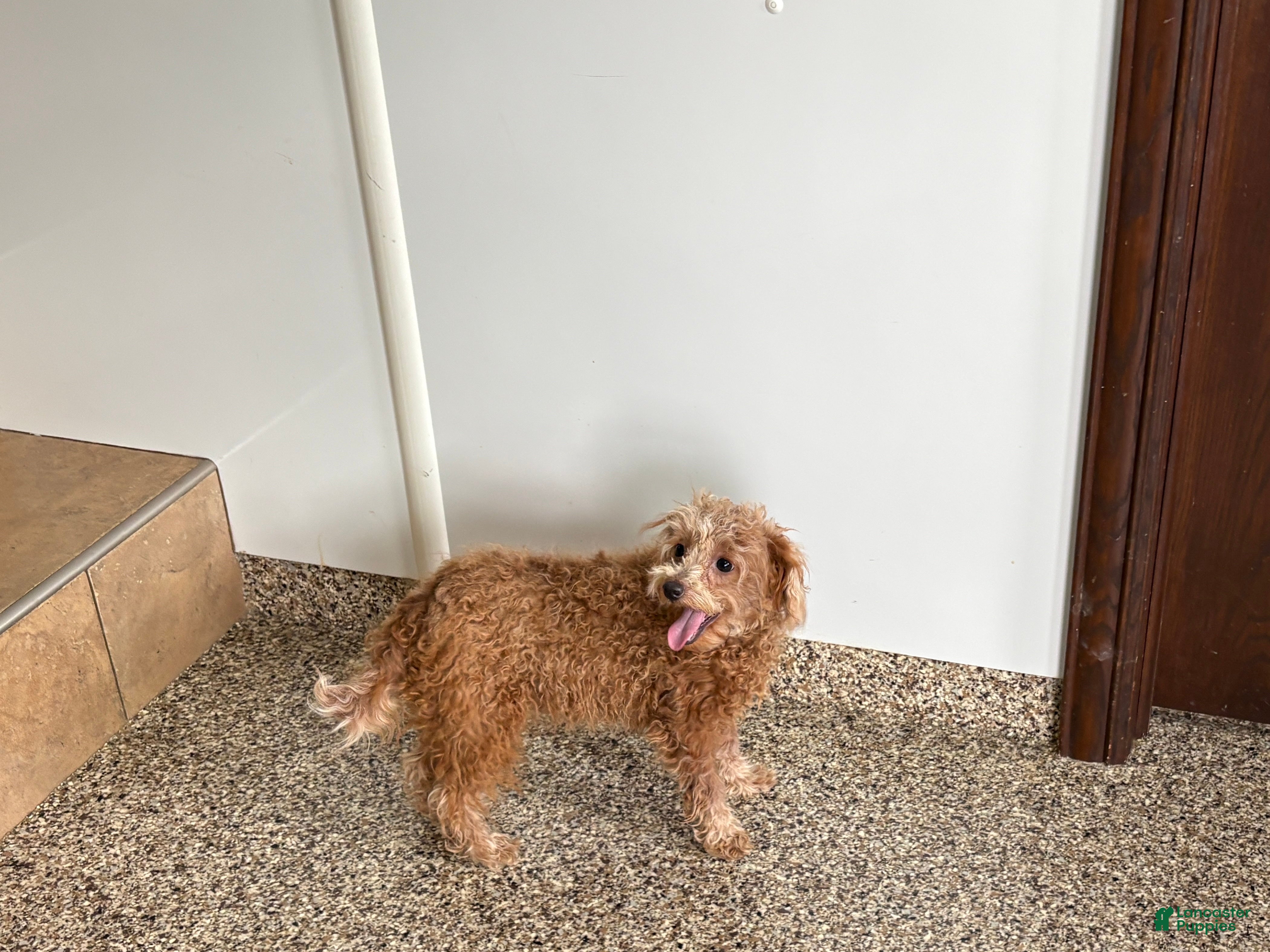 Maltipoo dogs for sale: Red Honey  - Ad 3