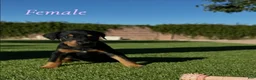 Doberman Pinscher dogs for sale: Akira F3 - Ad 2