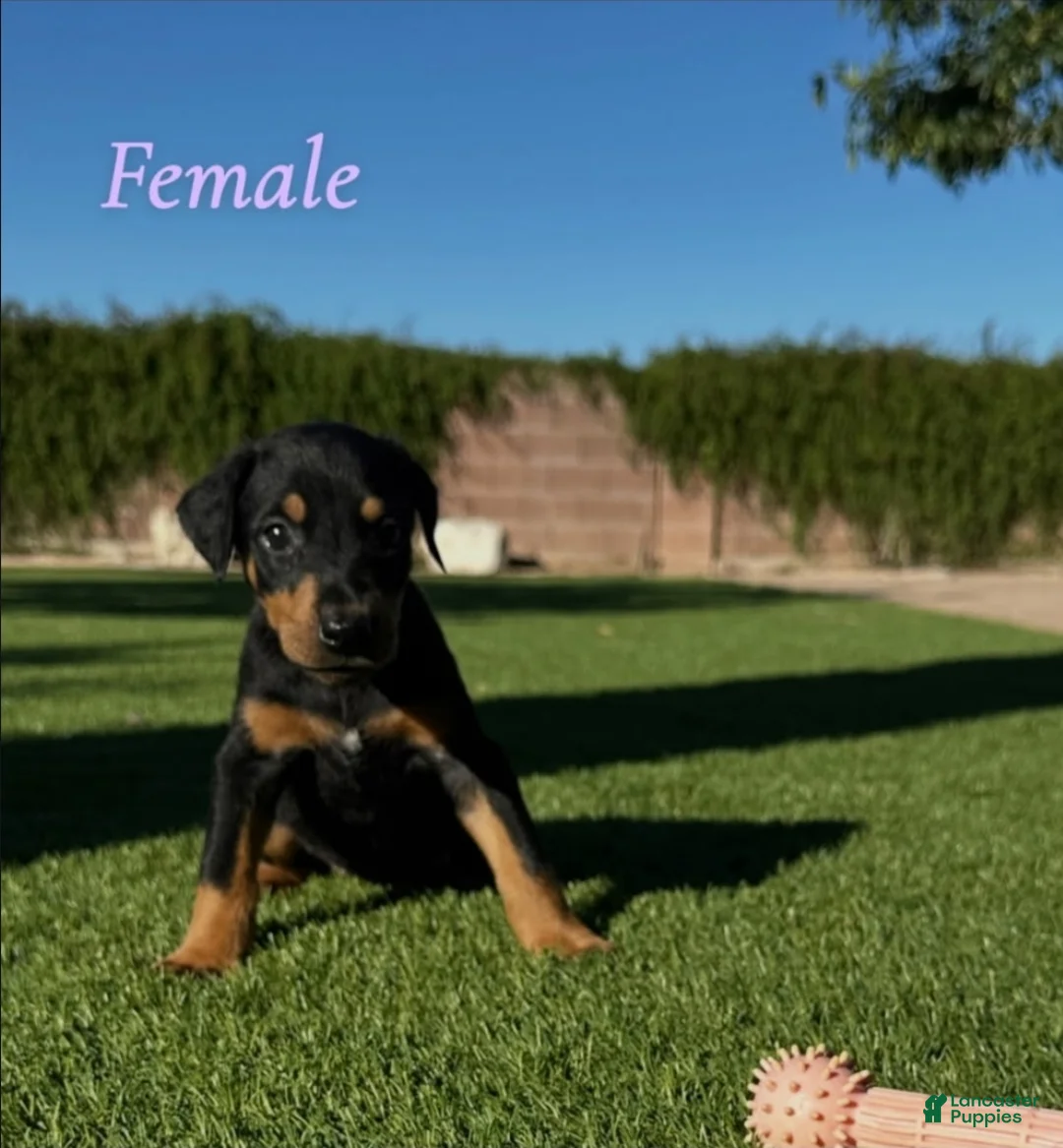 Doberman Pinscher dogs for sale: Akira F3 - Ad 2