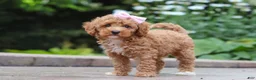 Maltipoo dogs for sale: Raina - Ad 9