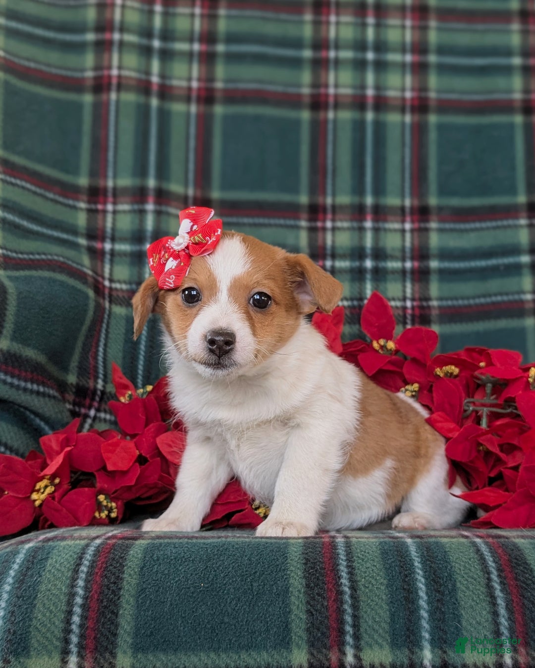 Jackapoo dogs for sale: Brooke - Ad 2