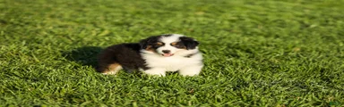 Lathan Miniature Australian Shepherd Puppy 