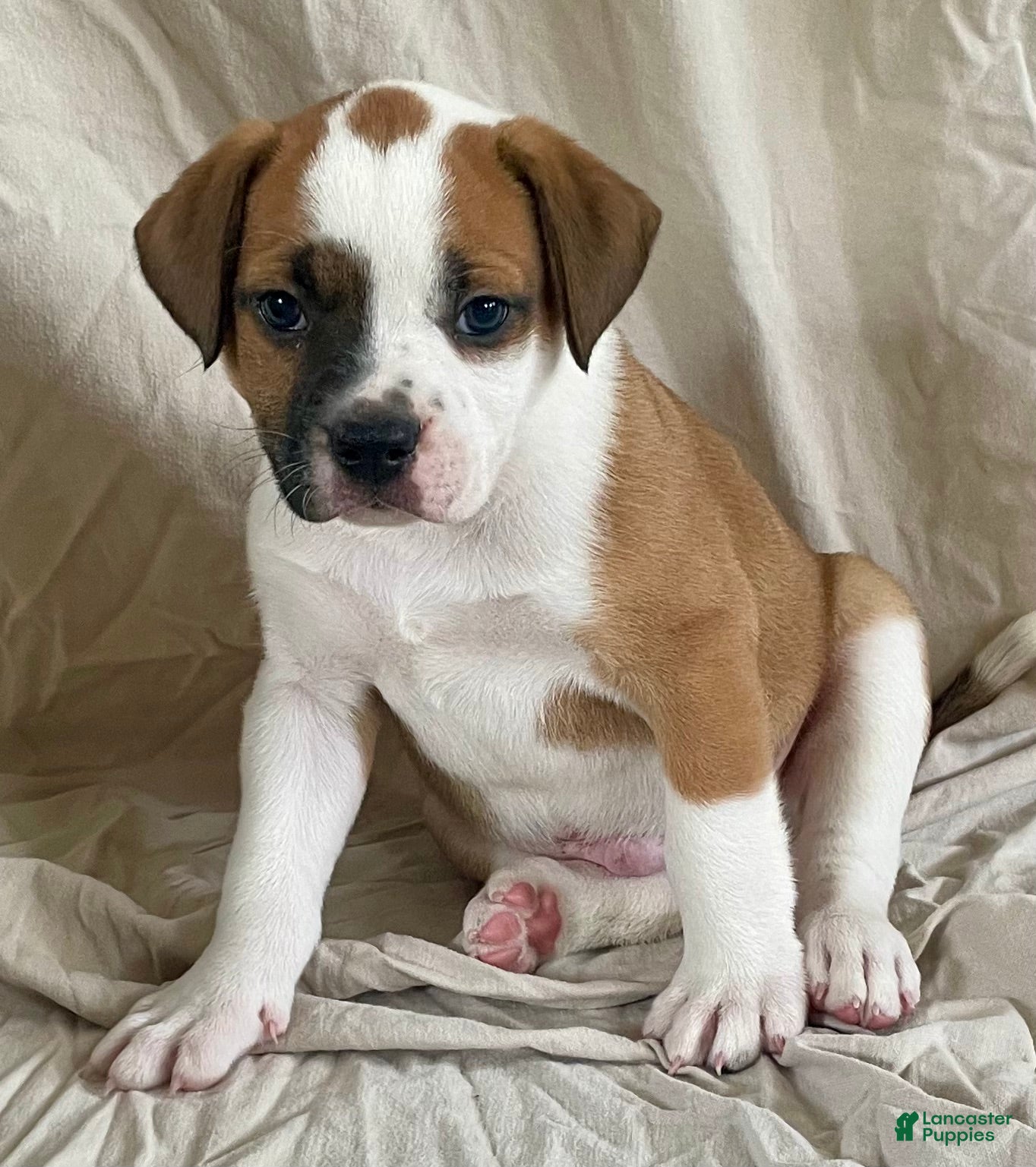 American Bulldog dogs Buster - Ad 1