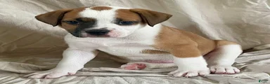 Buster