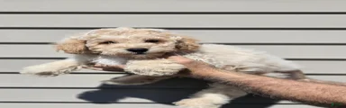 Mat