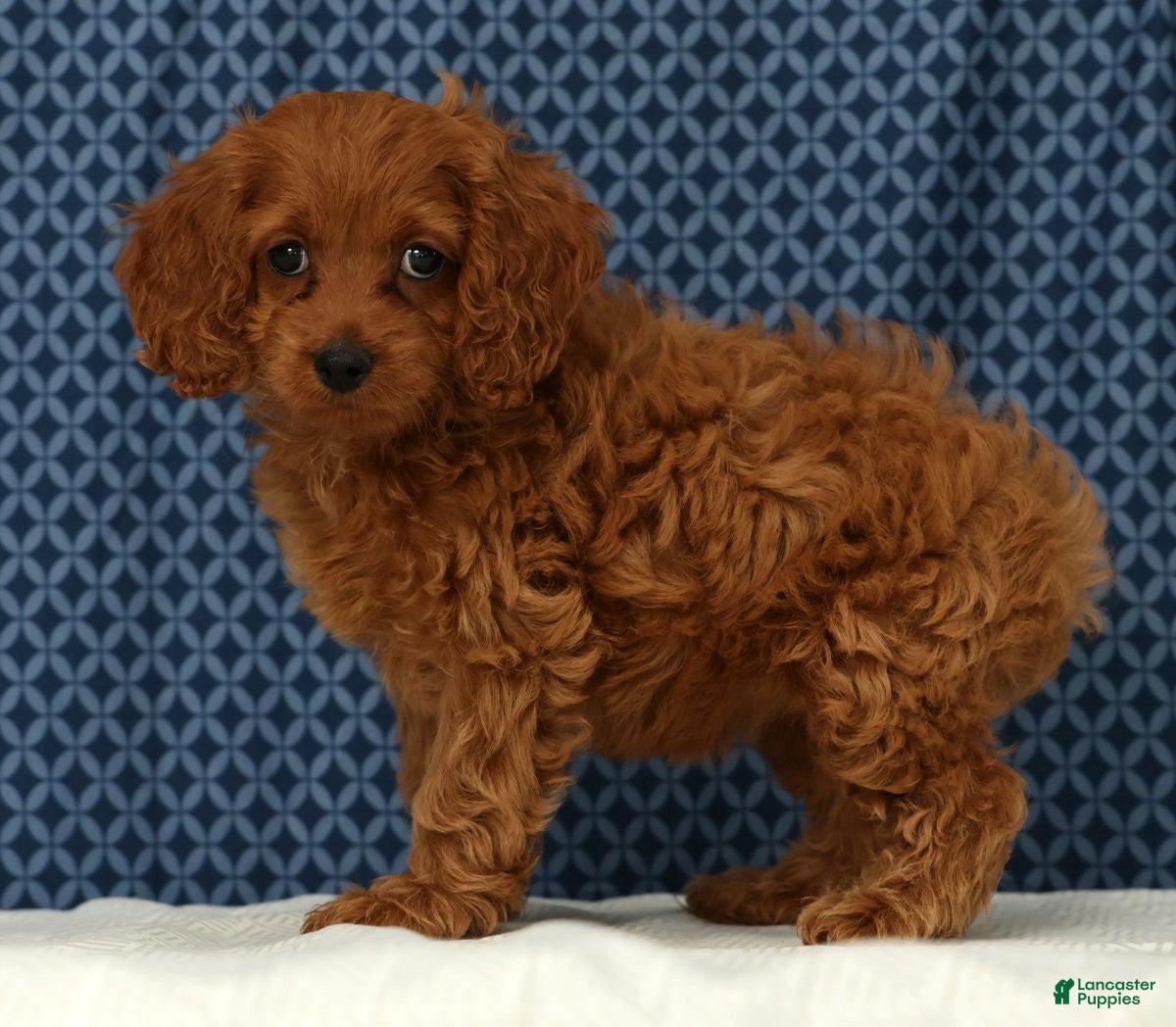 Cockapoo dogs Stella - Ad 1