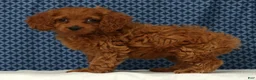Cockapoo dogs for sale: Stella - Ad 1
