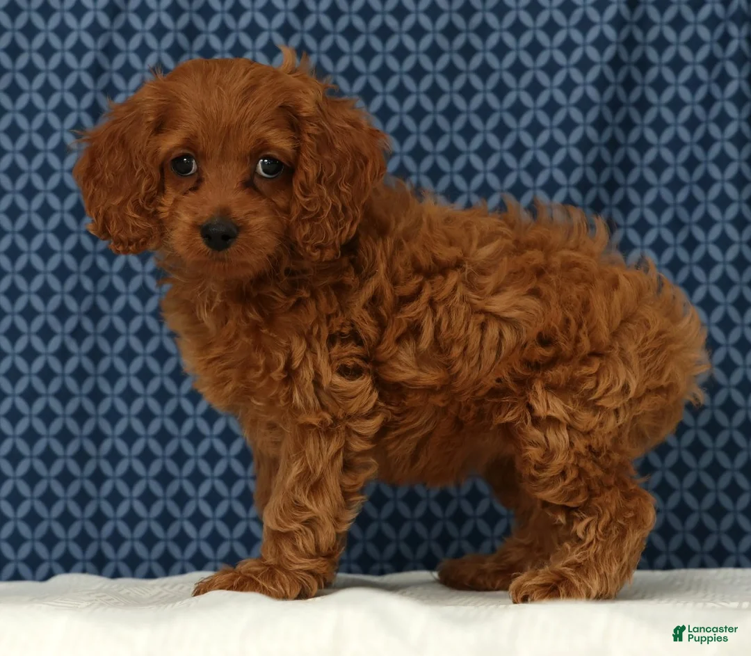 Cockapoo dogs for sale: Stella - Ad 1