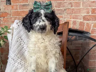 Mixed Breed dogs Patty - Ad 42