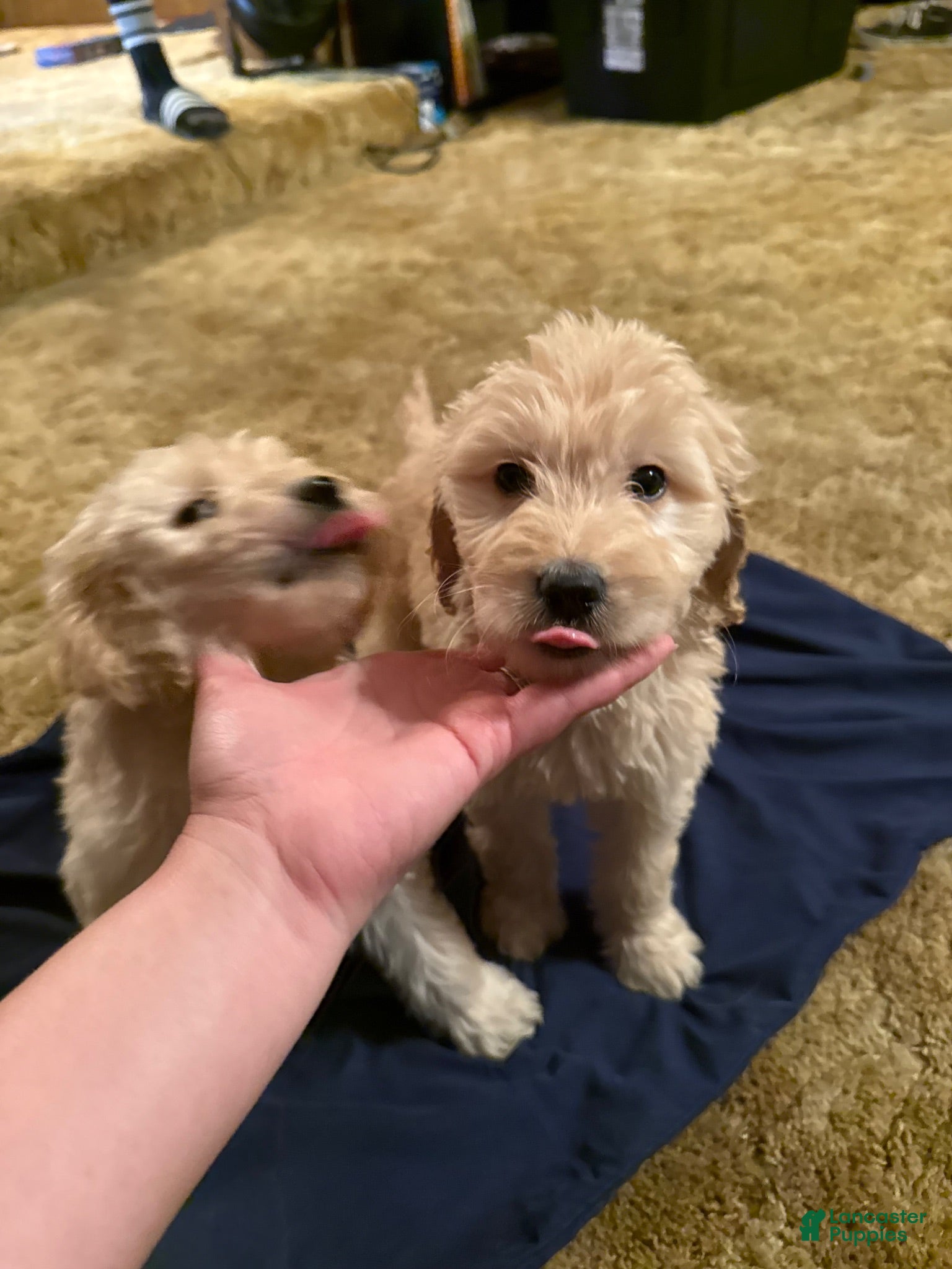 Goldendoodle dogs Goldendoodle 7 - Ad 23