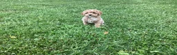 Mini Goldendoodle dogs for sale: Nova - Ad 6