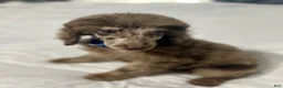 Standard Poodle dogs for sale: Standard Poodle Puppy 3 - Ad 3