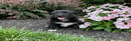 Mixed Breed dogs for sale: Elyse - Ad 3