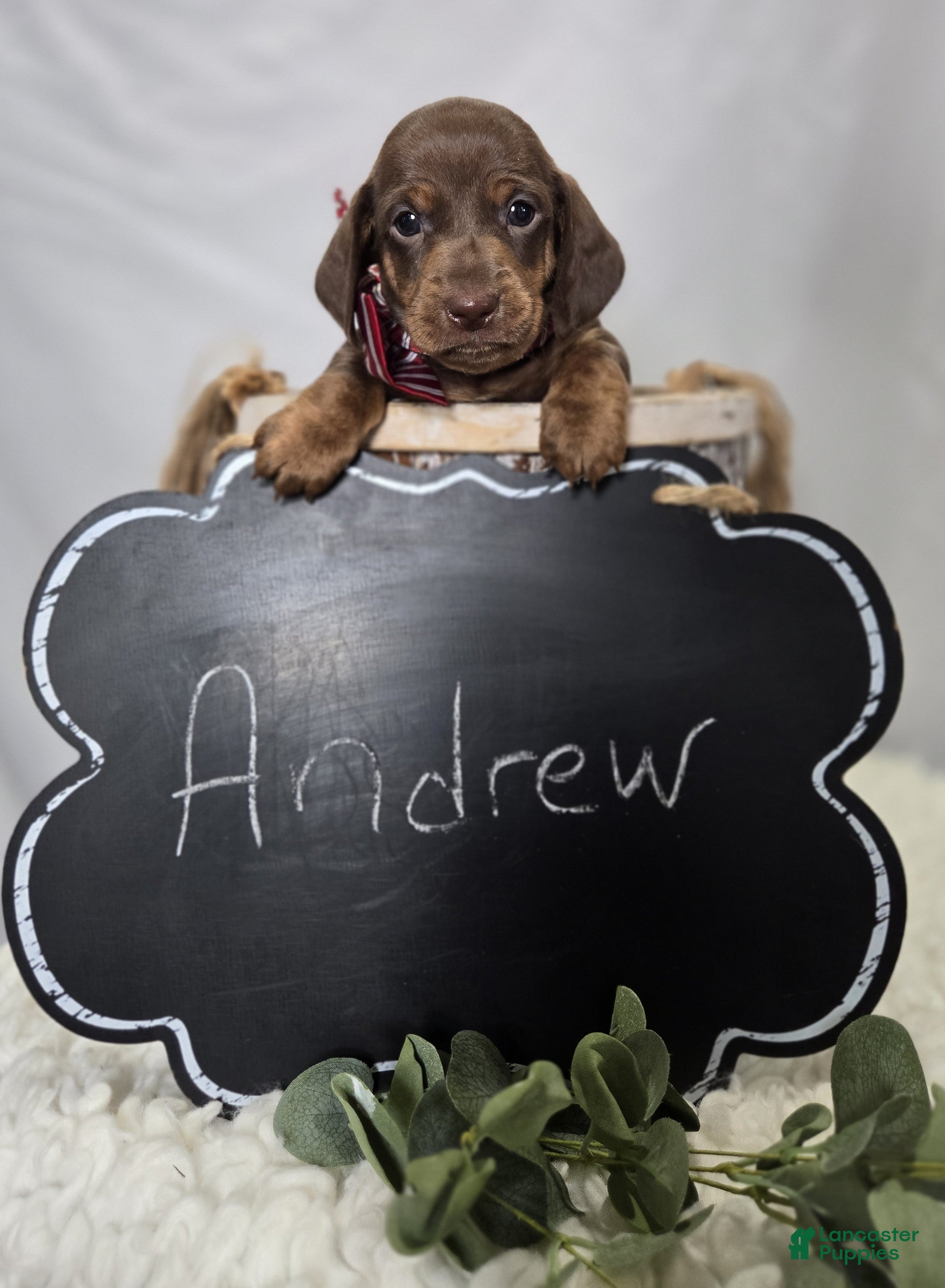 Miniature Dachshund dogs Andrew - Ad 2