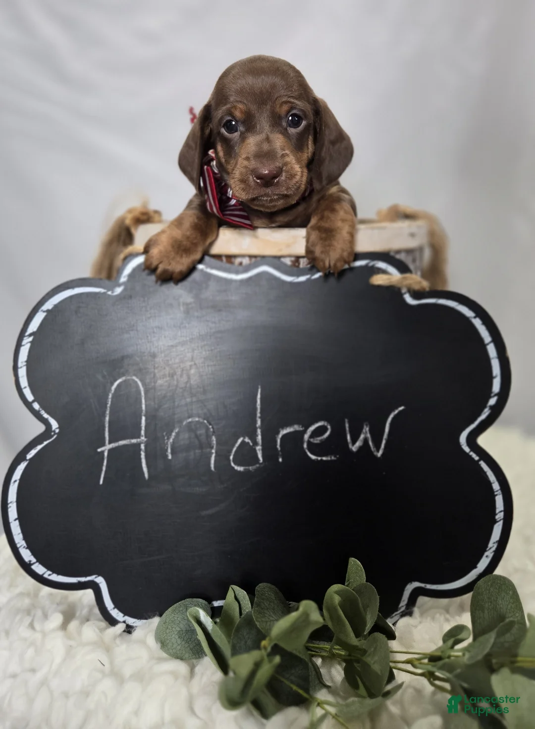 Miniature Dachshund dogs for sale: Andrew - Ad 2