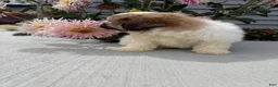 Teddy Bear dogs for sale: Lizzie - Ad 9