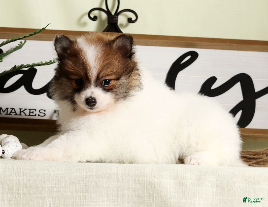 Pomeranian dogs for sale: Lexie - Ad 5