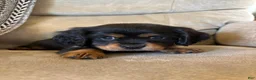 Mixed Breed dogs for sale: Barrett  - Ad 5