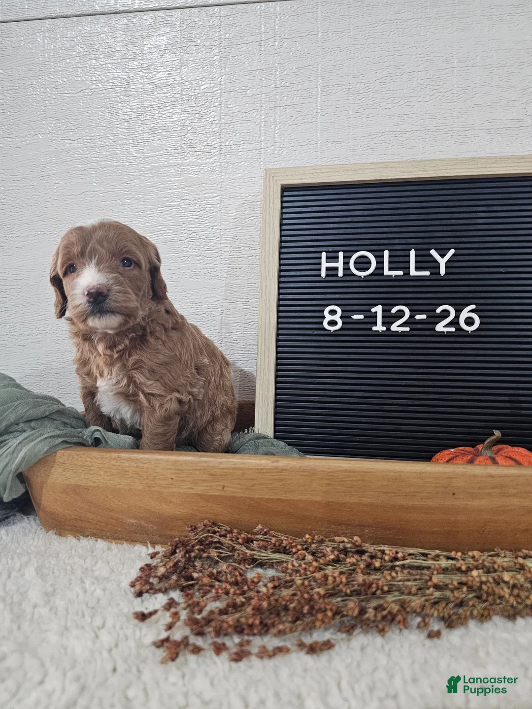 Mini Goldendoodle dogs for sale: Holly - Ad 10