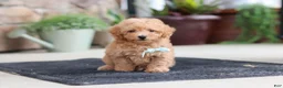 Maltipoo dogs for sale: Kevin - Ad 6