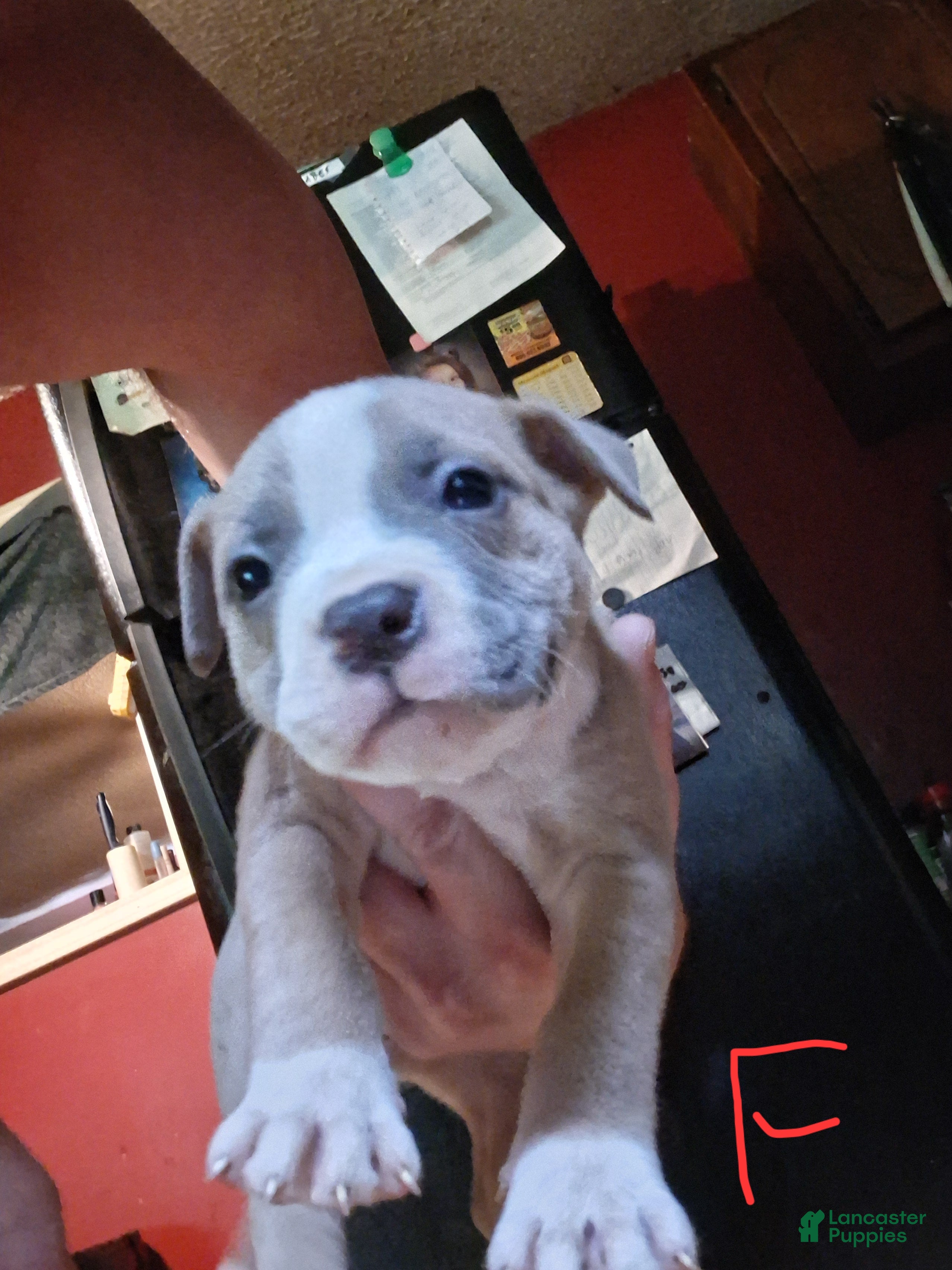American Pit Bull Terrier dogs American Pit Bull Terrier 7 - Ad 28