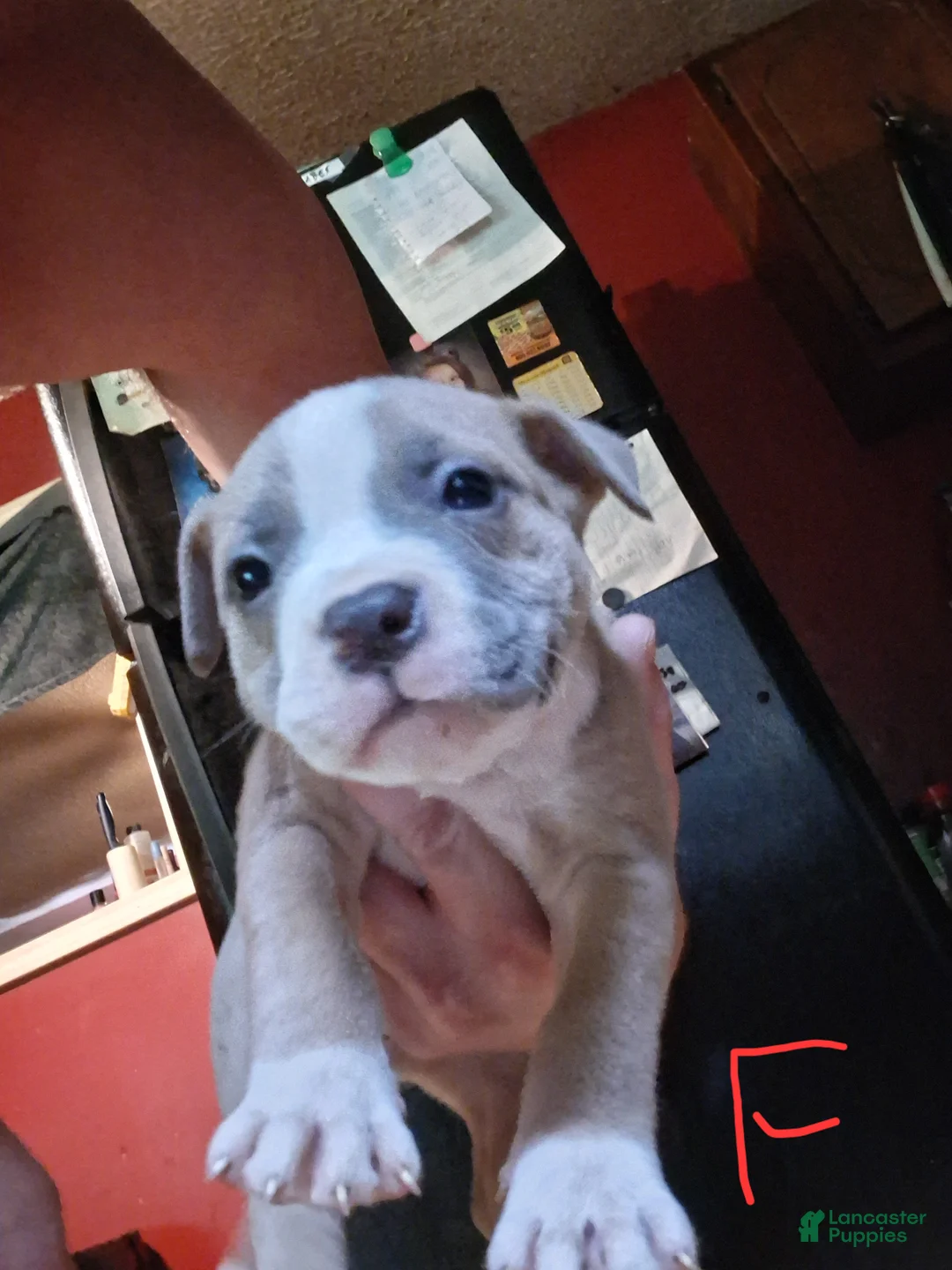 American Pit Bull Terrier dogs for sale: American Pit Bull Terrier 7 - Ad 1