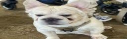 French Bulldog dogs for stud: Whiskey  - Ad 2