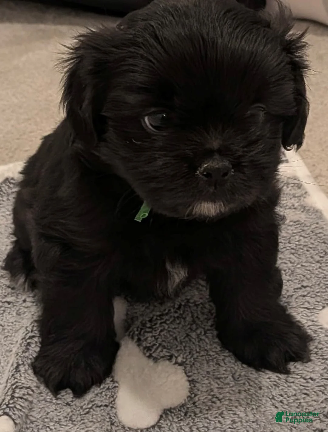 Shorkie dogs for sale: Green Puppy - Ad 3