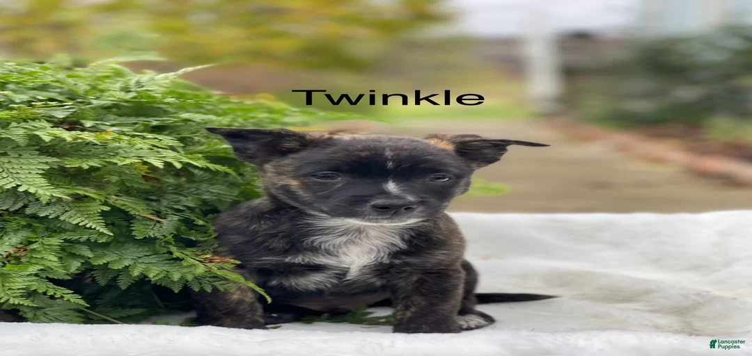 Gallery Image {{count}}