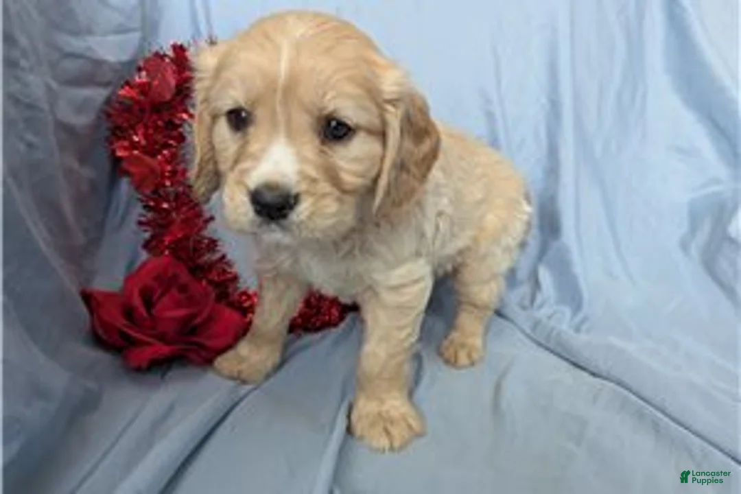 Mixed Breed dogs for sale: Cooper - Ad 5