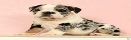 English Bulldog dogs for sale: Blue Jazz - Ad 5