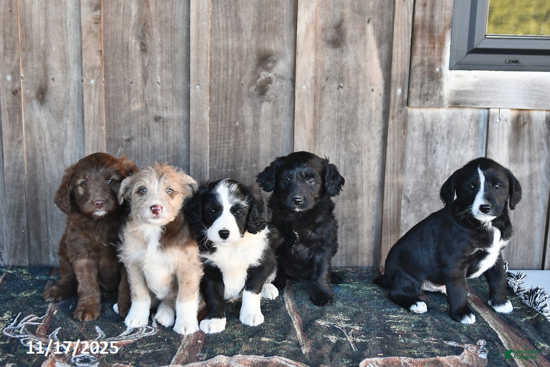 Mixed Breed dogs for sale: Rascal - Ad 5