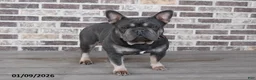French Bulldog dogs for sale: Ollie  - Ad 7