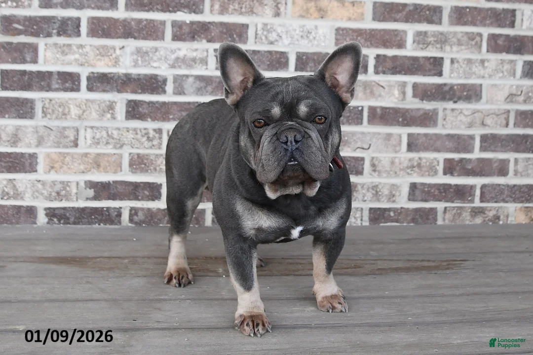 French Bulldog dogs for sale: Ollie  - Ad 7