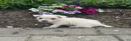 West Highland Terrier dogs for sale: Wiggles - Ad 5