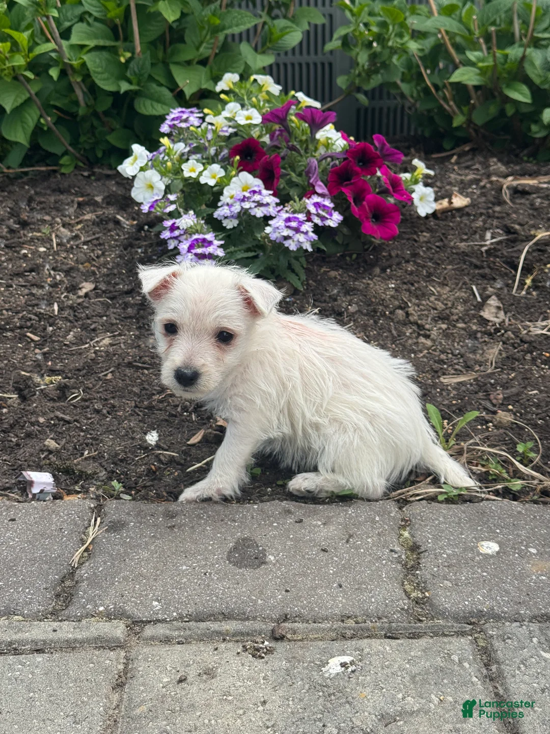 West Highland Terrier dogs for sale: Wiggles - Ad 5