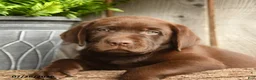 Labrador Retriever dogs for sale: Cooper - Ad 4