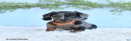 Miniature Dachshund dogs for sale: Reba - Ad 4