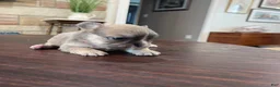 French Bulldog dogs for sale: Meredith - Ad 4