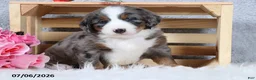 Mini Bernedoodle dogs for sale: Kenji - Ad 6