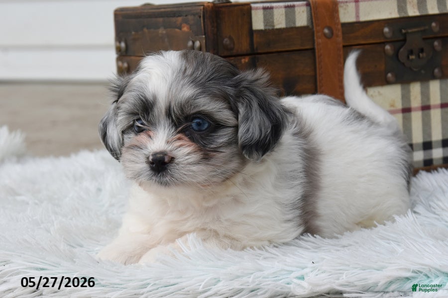 Mixed Breed dogs Chase - Ad 2