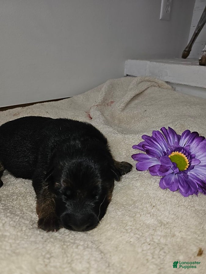 German Shepherd dogs for sale: Mia - Ad 1