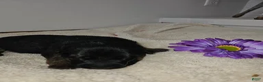 Mia