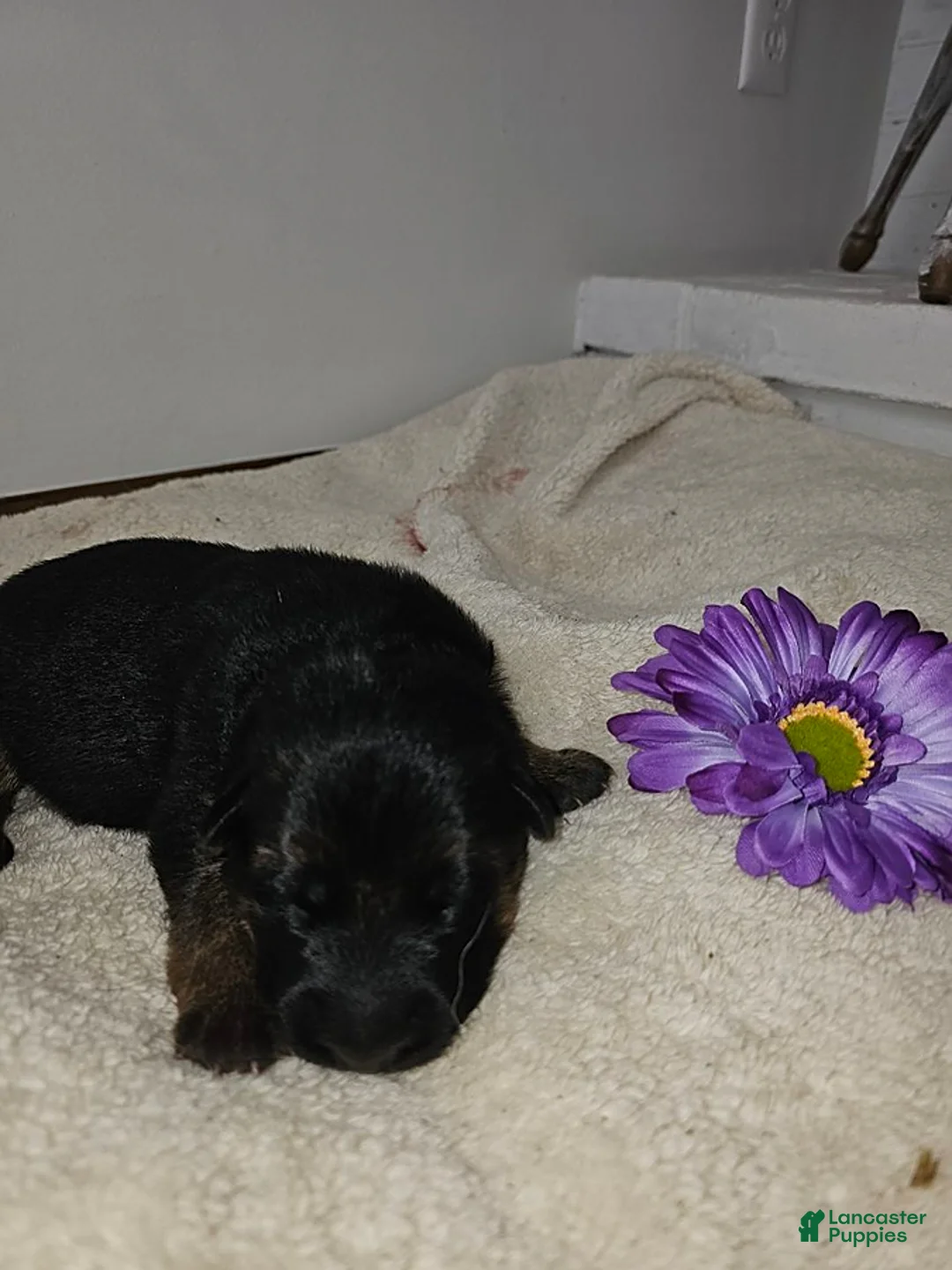 German Shepherd dogs for sale: Mia - Ad 1